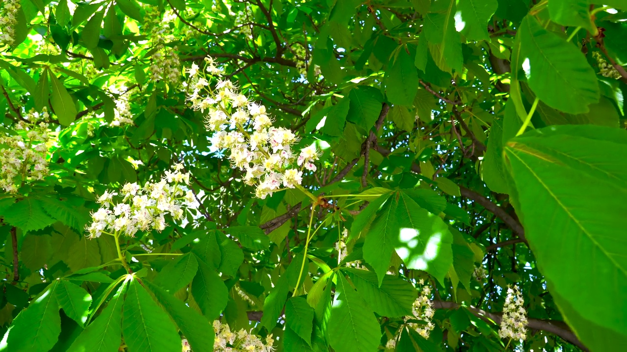 春天。绿叶背景上的白栗花。栗花在风中摇曳。视频素材