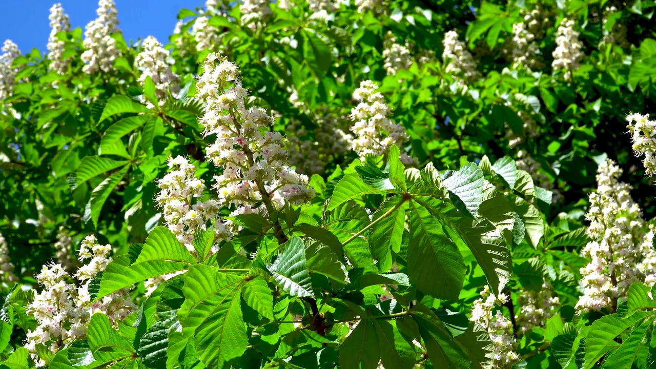 白色的栗花在风中荡漾。开花的栗树。春天。视频素材