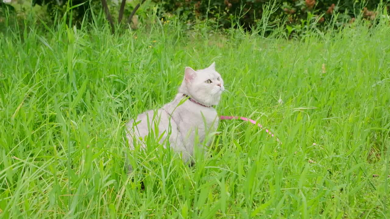 戴着挽具的猫坐在高高的草地上散步视频素材