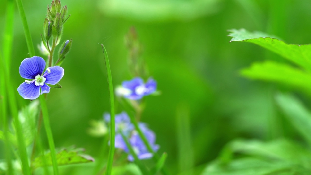 草地上的野生蓝菊草或德国花。近距离视频素材