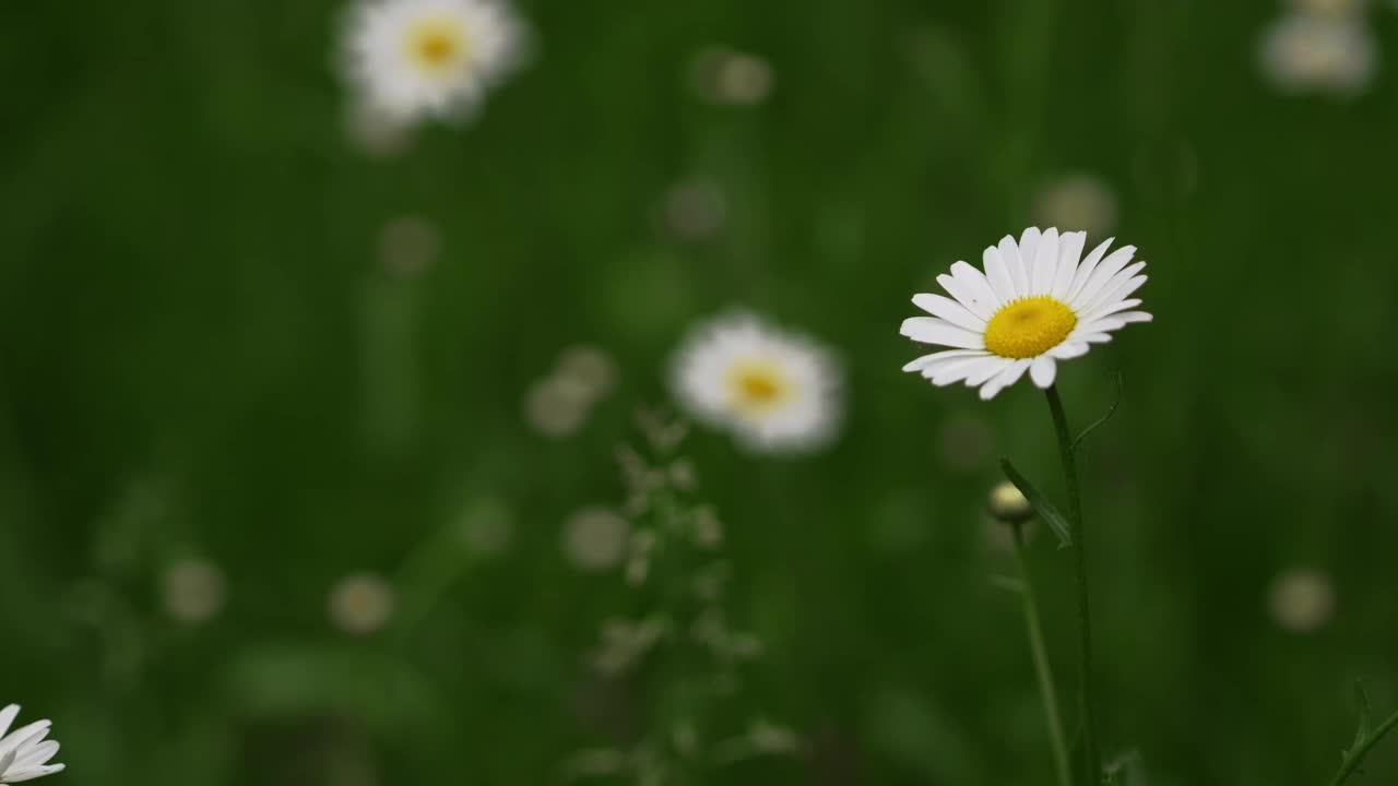 白色的洋甘菊花。甘菊花生长在绿色的田野上视频素材