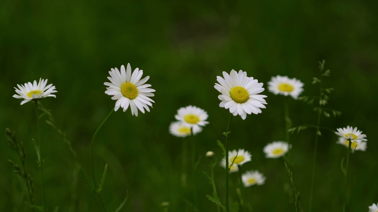 白色的洋甘菊花。甘菊花生长在绿色的田野上视频素材