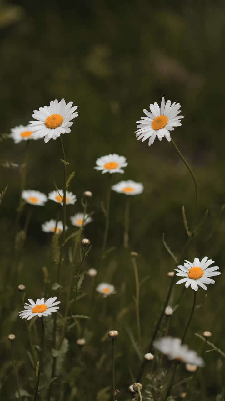 白色的洋甘菊花。甘菊花生长在绿色的田野上视频素材