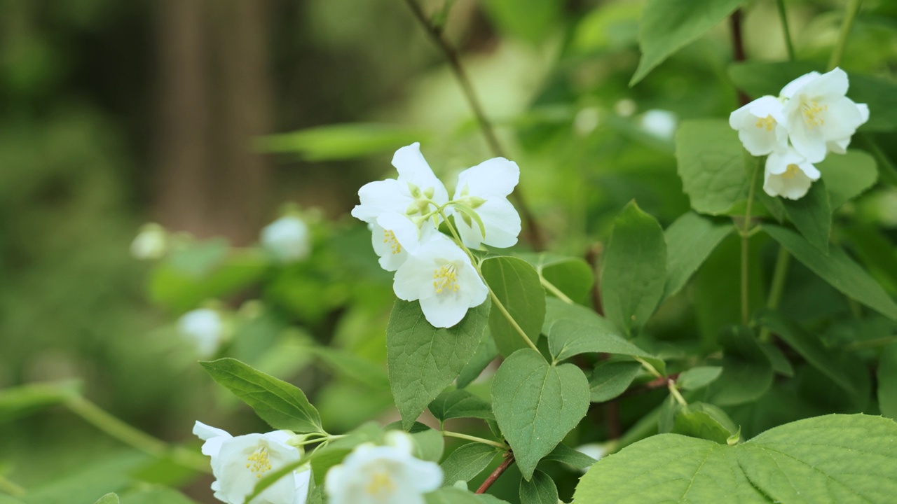 白色英国山茱萸花视频素材