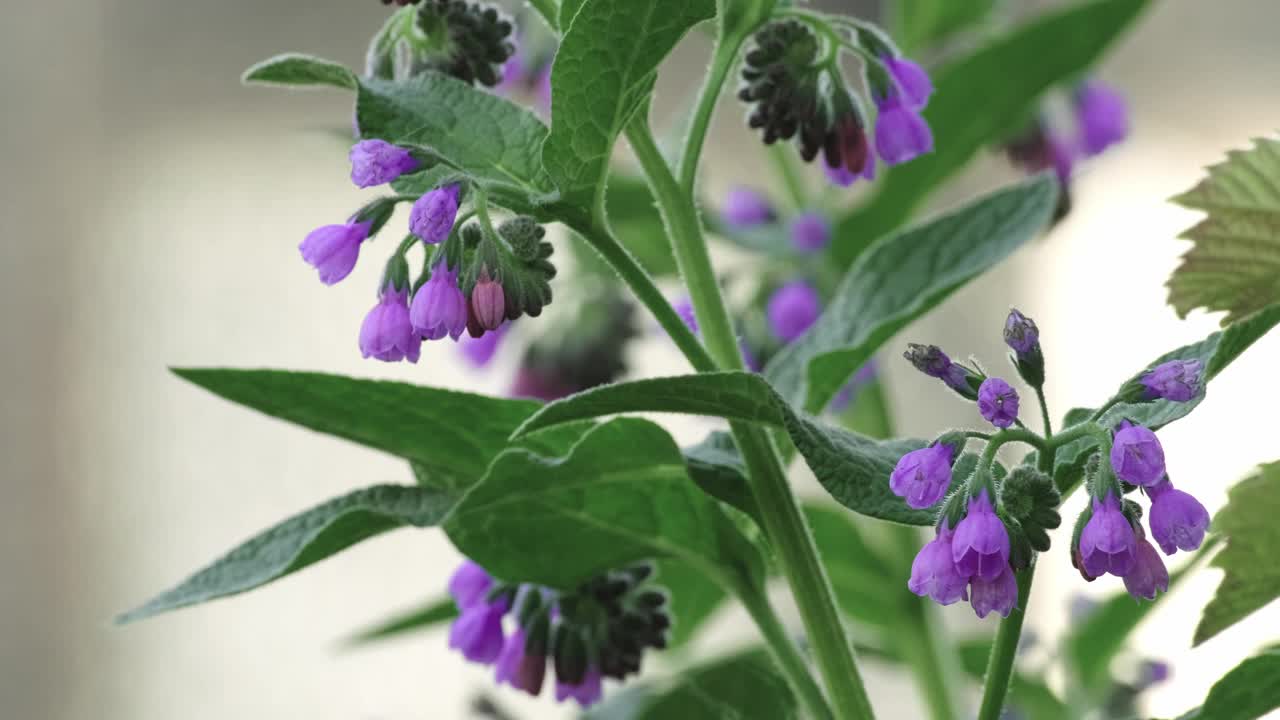 合欢花(Symphytum officinale flower)是菖蒲科开花植物属。常见的紫草科植物)视频素材