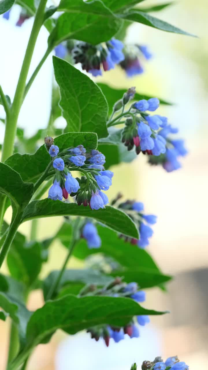 合欢花(Symphytum officinale flower)是菖蒲科开花植物属。常见的紫草科植物)视频素材