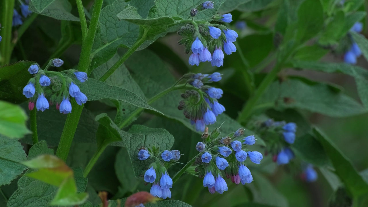 合欢花(Symphytum officinale flower)是菖蒲科开花植物属。常见的紫草科植物)视频素材