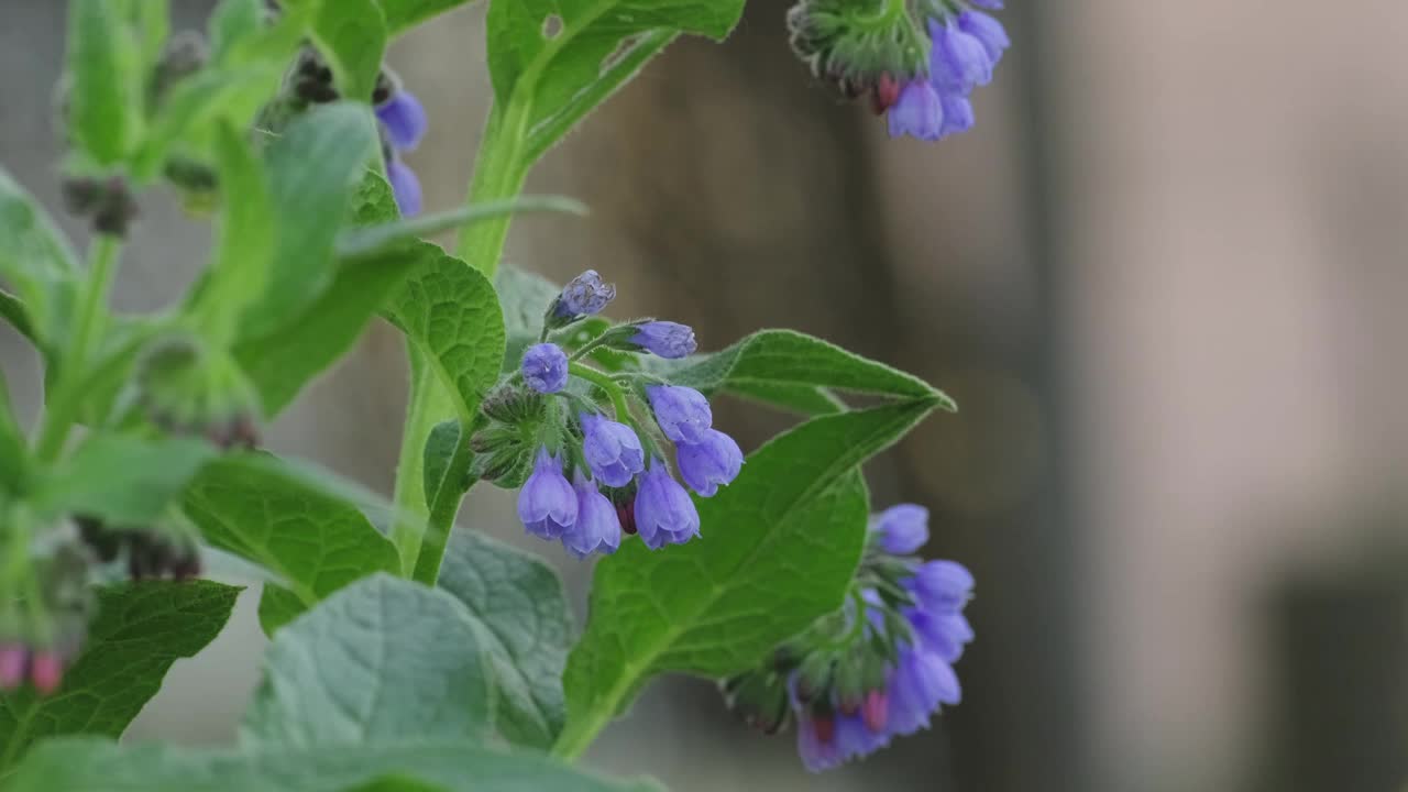 合欢花(Symphytum officinale flower)是菖蒲科开花植物属。常见的紫草科植物)视频素材