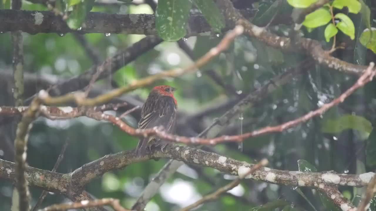 活泼的橙色小鸟在大雨中栖息在树上视频素材