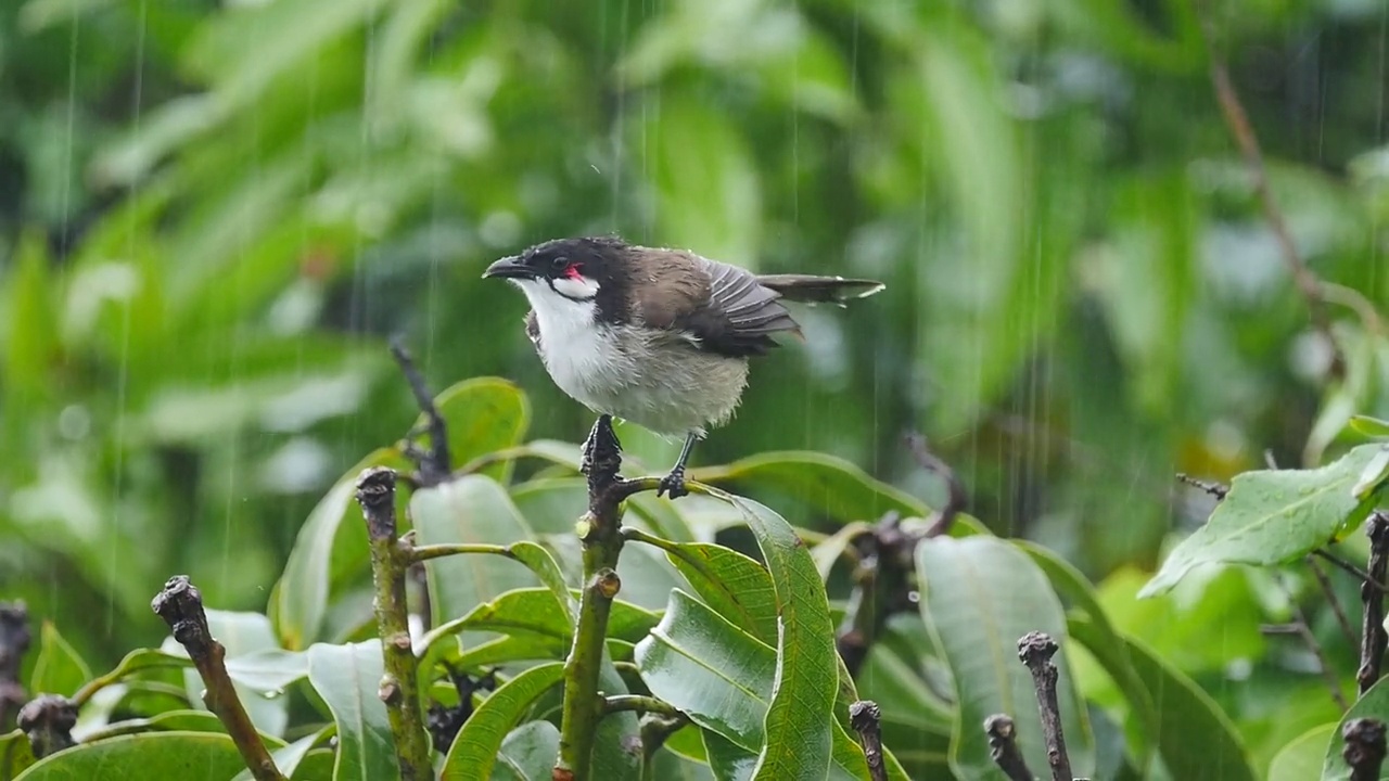 雨中栖息在树上的红须球鸟视频素材