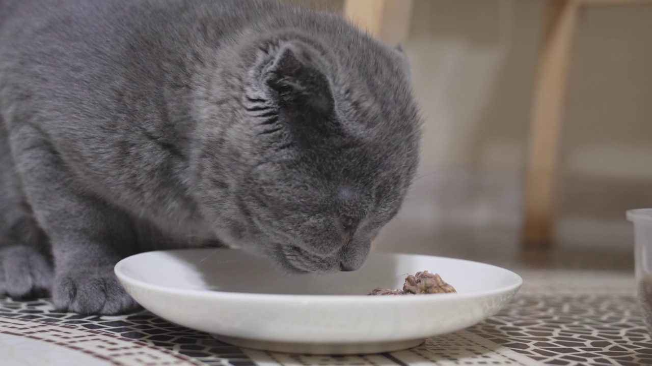 一只可爱又有趣的英国短毛猫小猫在吃碟子里的食物。视频素材