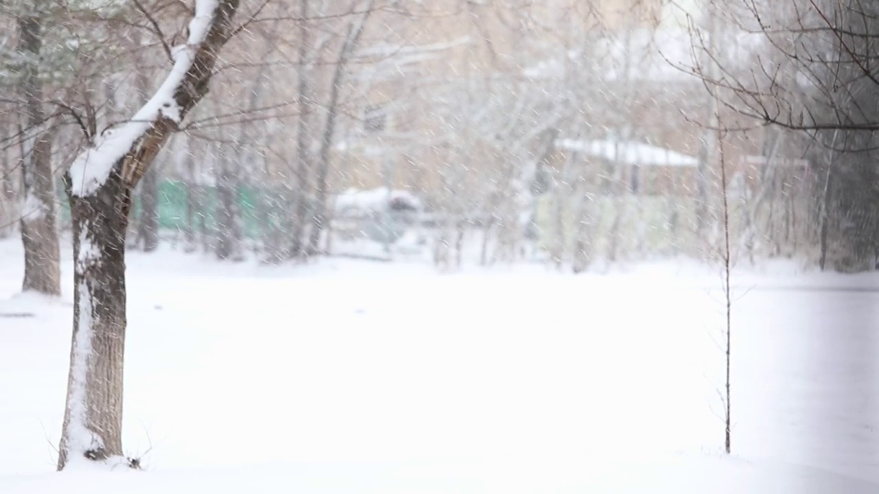 冬天公园里的树下雪了视频素材