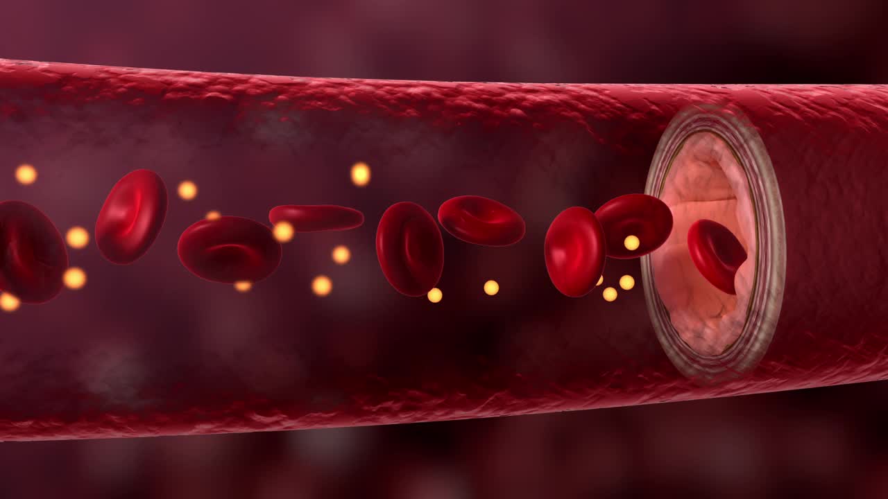 营养进入3D血管视频下载