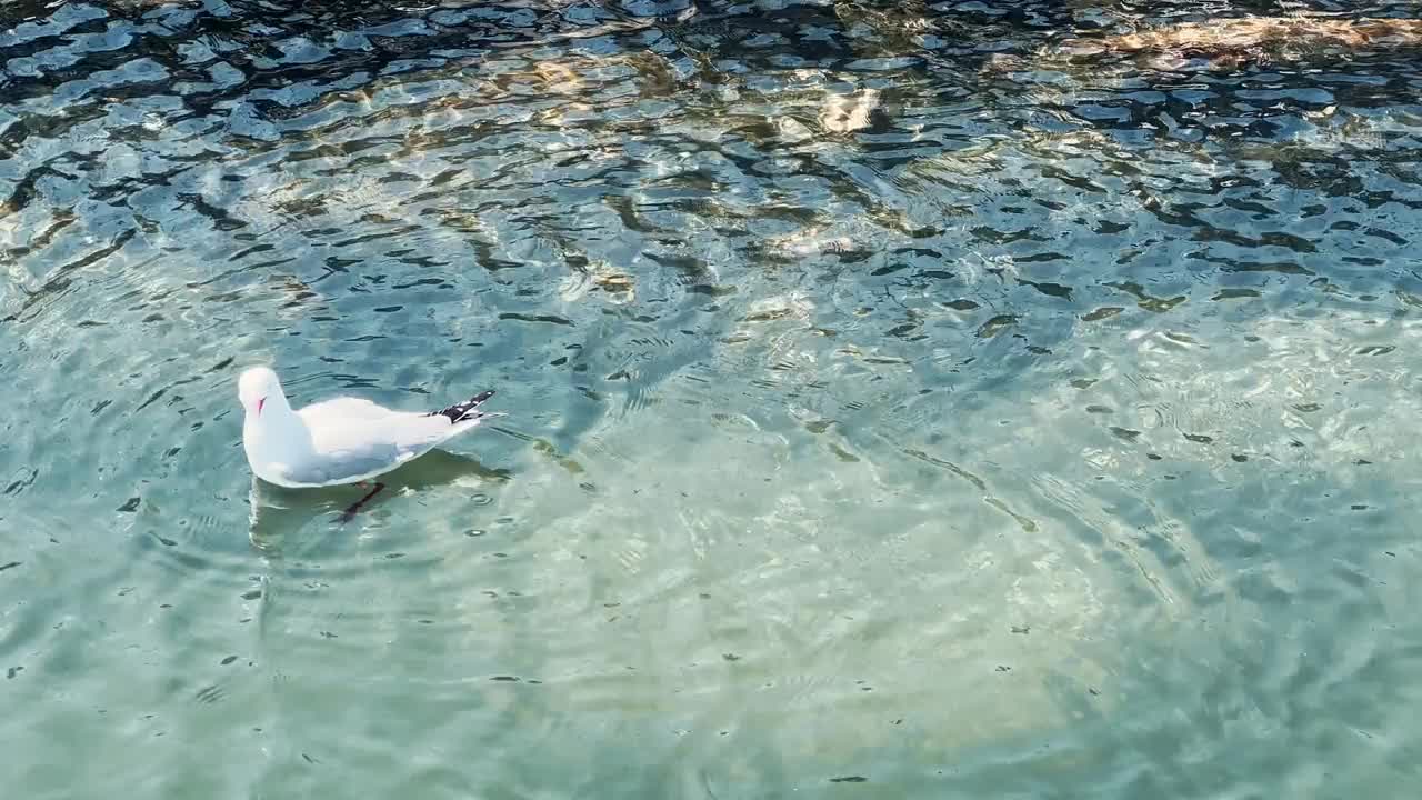 海鸥鸟漂浮在河里视频素材