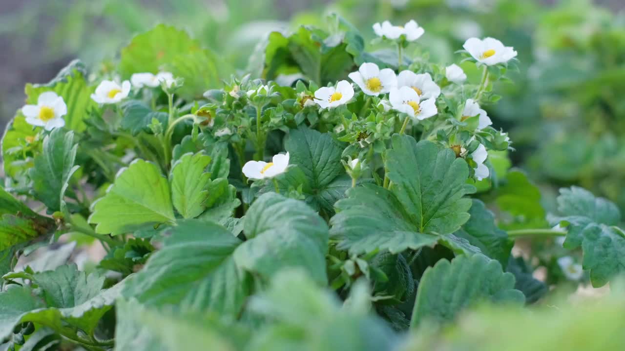 在花园里种草莓。草莓开白花视频素材