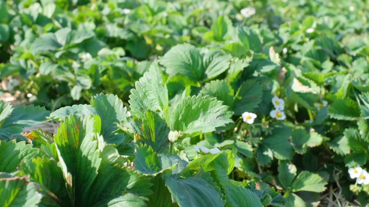 绿草莓上的白花。草莓苗种植视频素材
