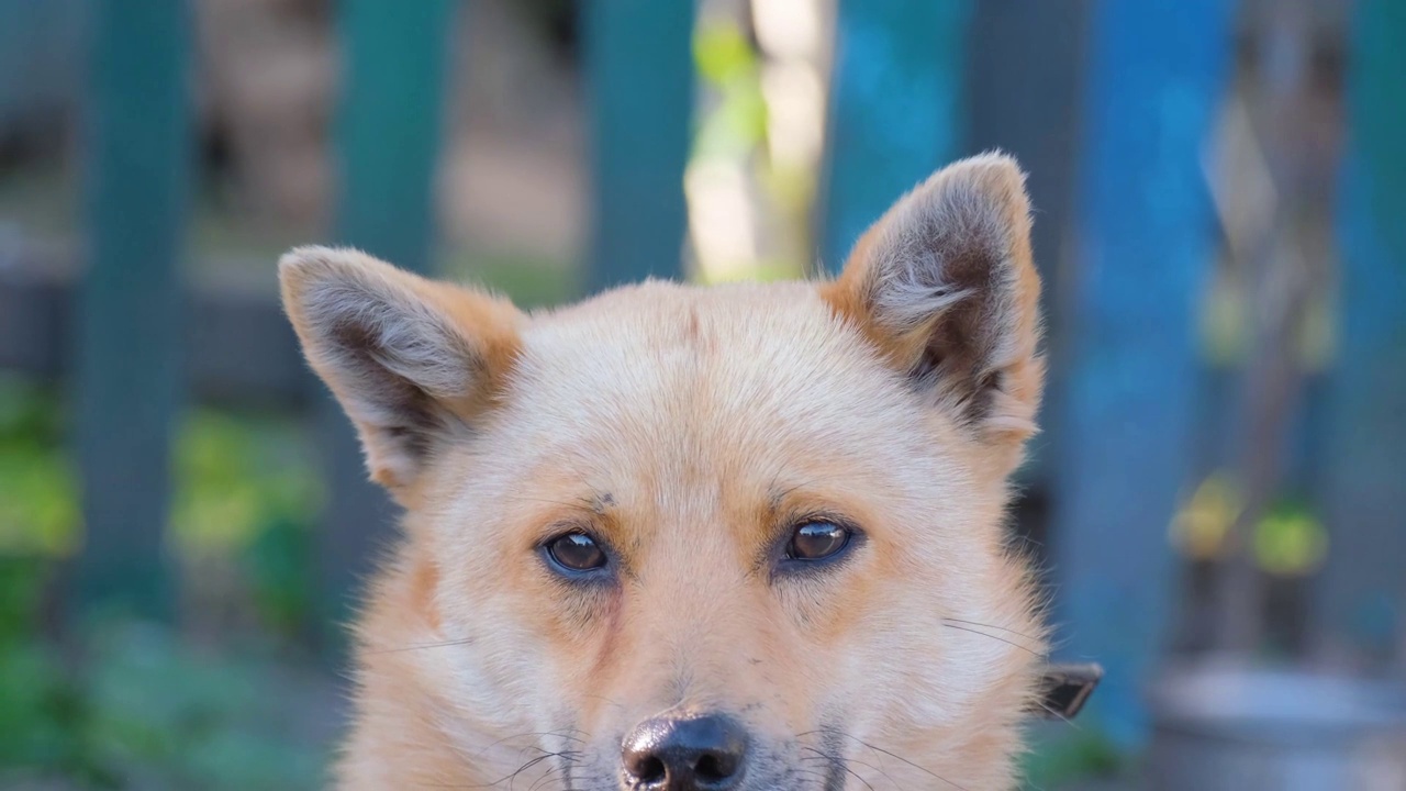 一只秋田犬看着镜头的肖像。爱护动物的观念视频素材