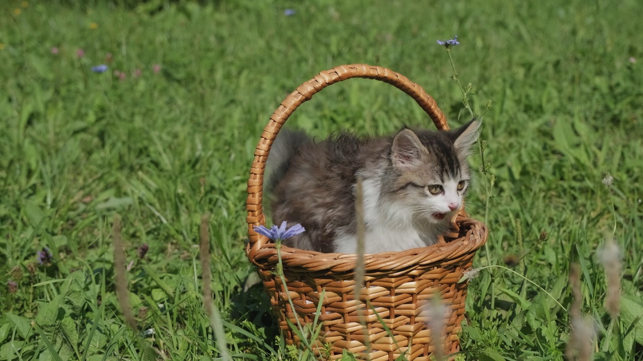 篮子里的西伯利亚小猫视频素材