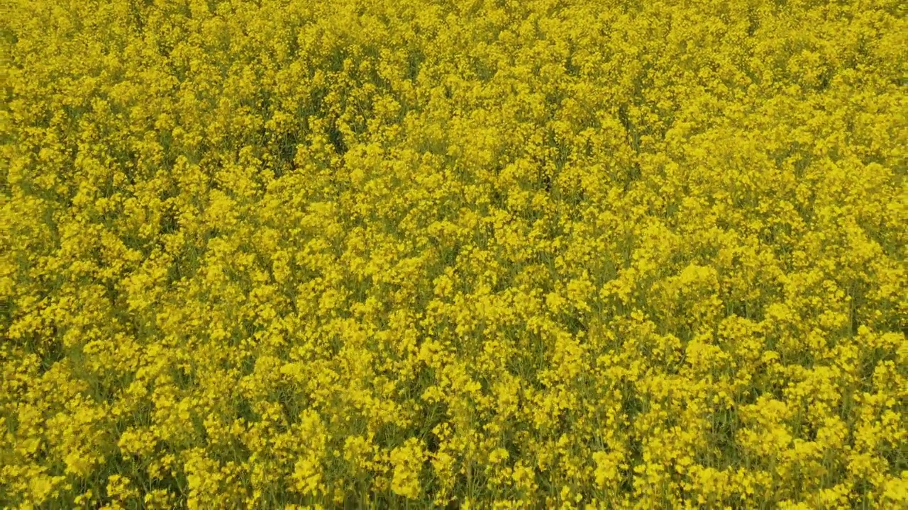 油菜田开花从无人机pov。春季大型油菜籽种植区航拍照片。视频素材