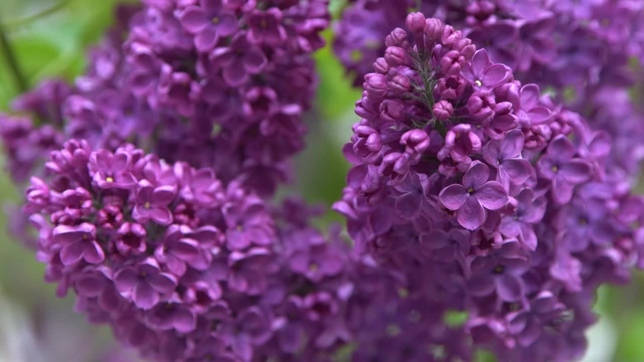 丁香花枝。花的背景，自然的春天。盛开的丁香花。春天的颜色。花瓣。植物区系。审美情绪。视频素材