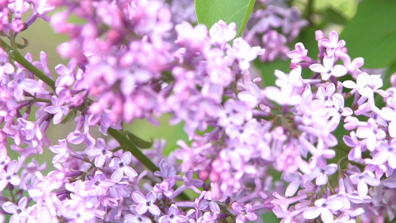 丁香花枝。花的背景，自然的春天。盛开的丁香花。春天的颜色。花瓣。植物区系。审美情绪。视频素材