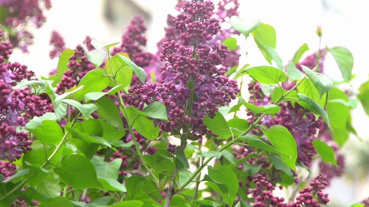 丁香花枝。花的背景，自然的春天。盛开的丁香花。春天的颜色。花瓣。植物区系。审美情绪。视频素材