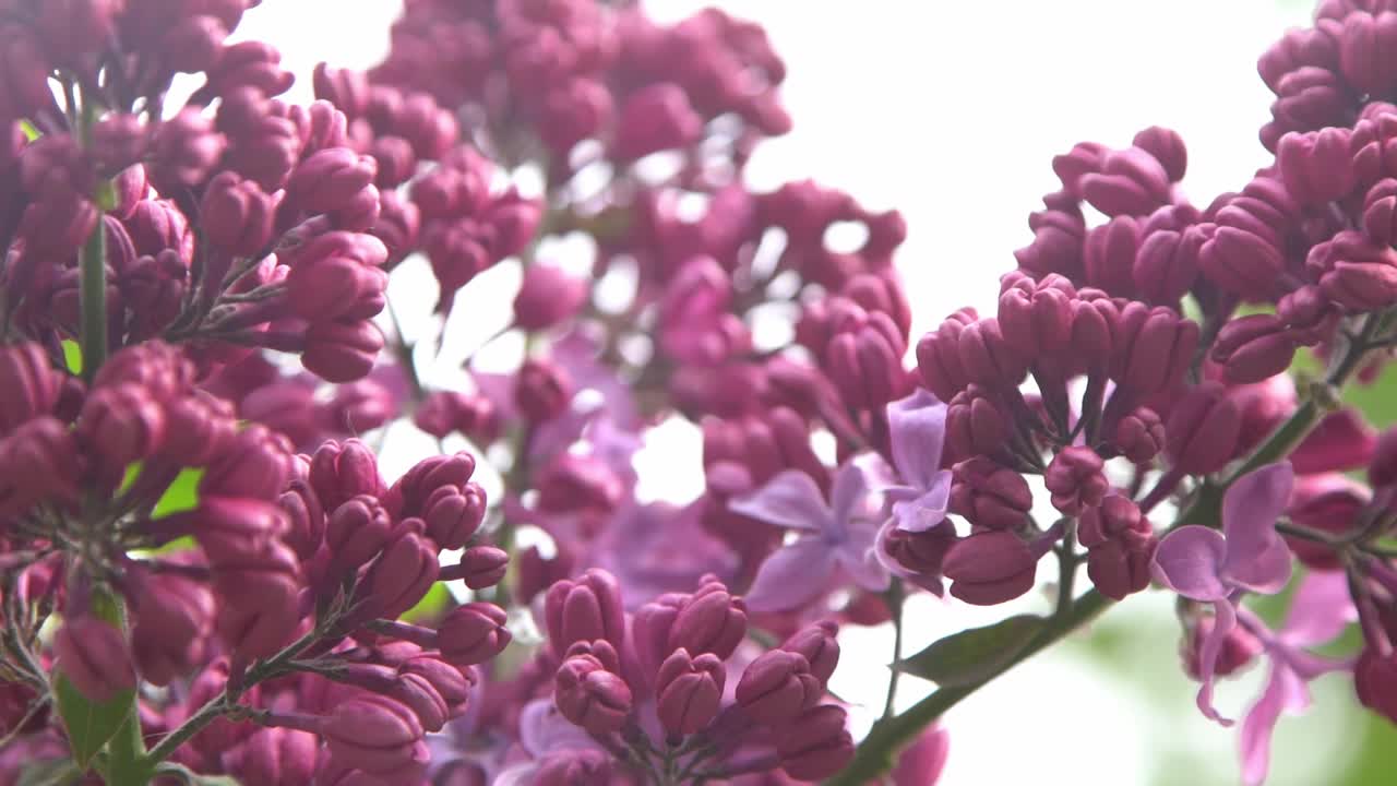 丁香花枝。花的背景，自然的春天。盛开的丁香花。春天的颜色。花瓣。植物区系。审美情绪。视频素材