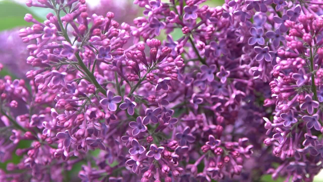 丁香花枝。花的背景，自然的春天。盛开的丁香花。春天的颜色。花瓣。植物区系。审美情绪。视频素材