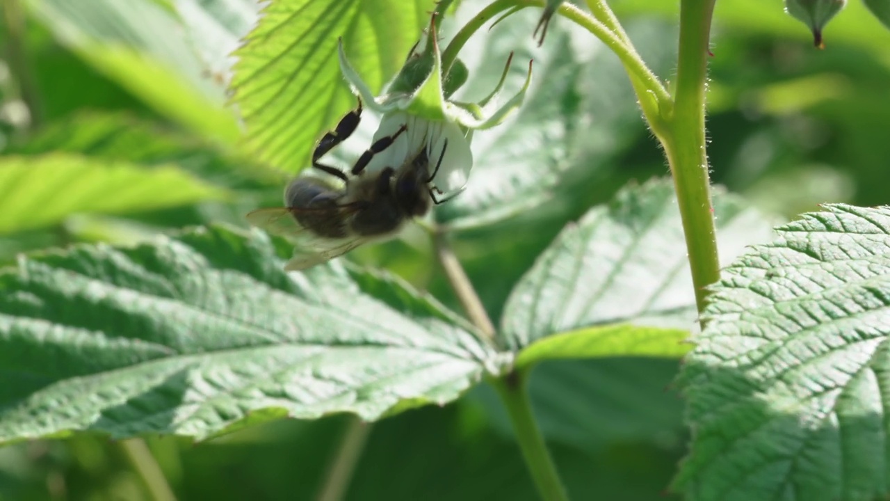 特写镜头。蜜蜂给树莓花授粉。视频素材