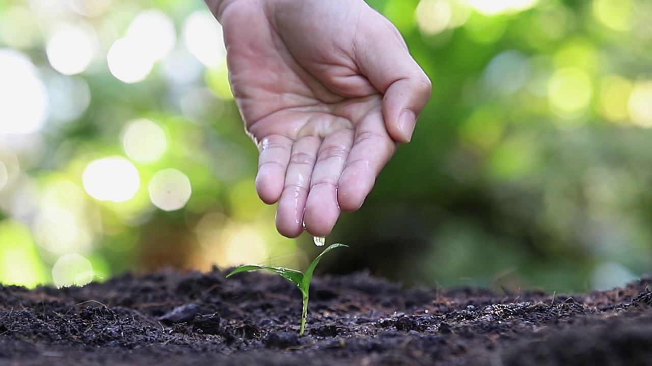 用手给幼苗浇水。植物维护和灌溉在肥沃土壤上生长的幼苗。照顾新生命。全高清。视频素材