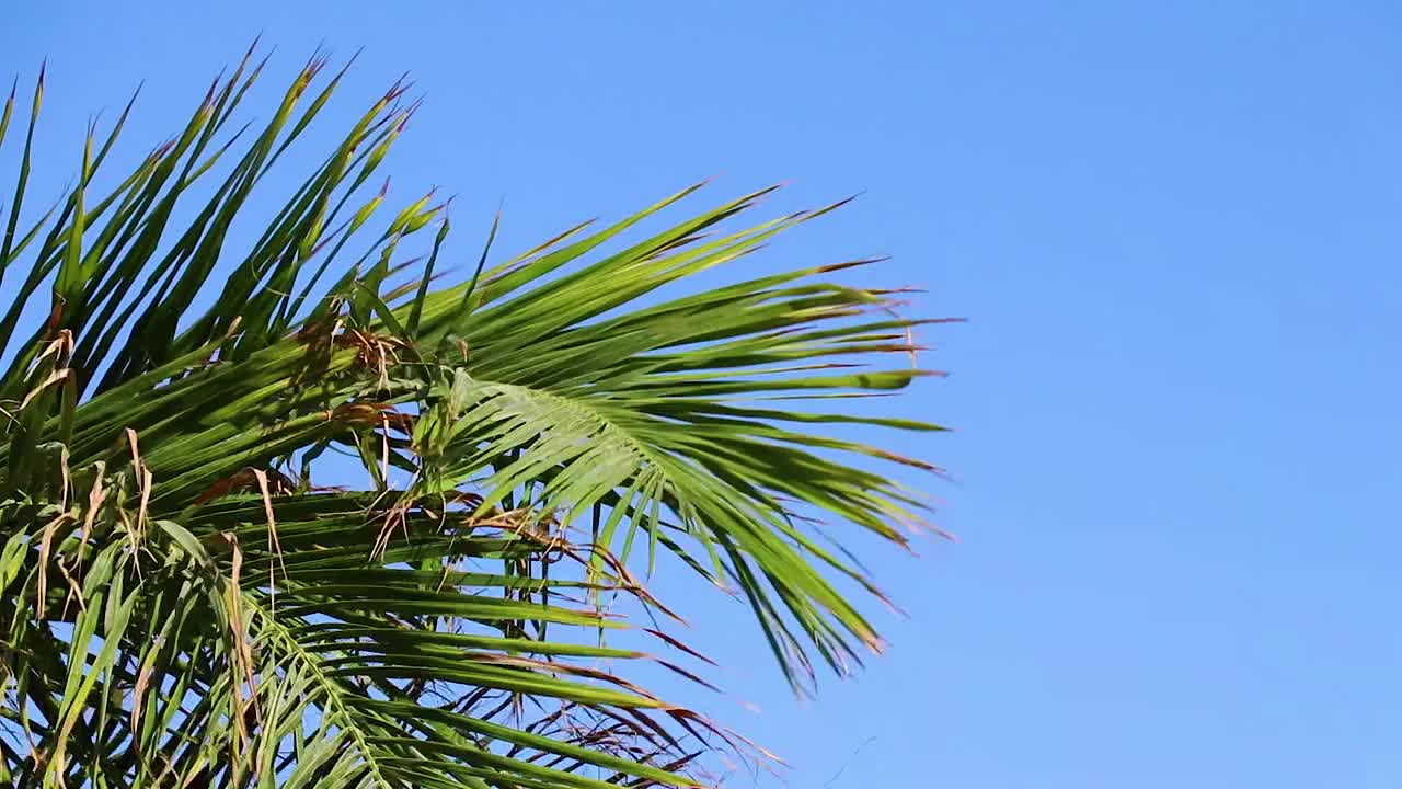 棕榈树在埃及沙姆沙伊赫市迎风飘扬视频素材