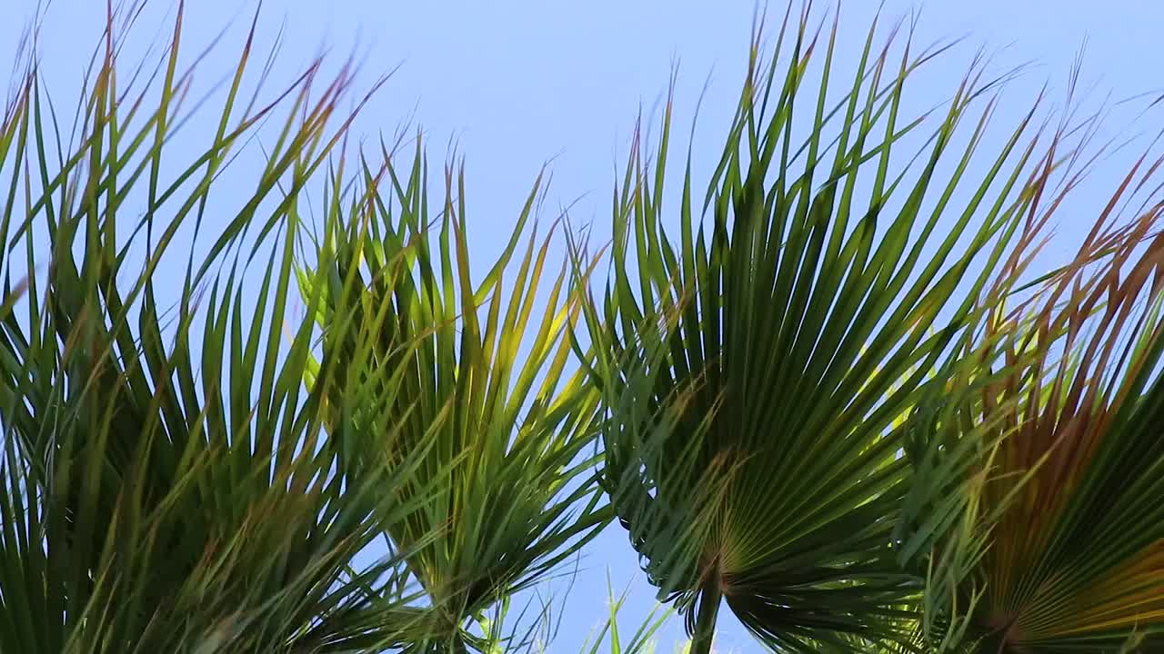 棕榈树在埃及沙姆沙伊赫市迎风飘扬视频素材