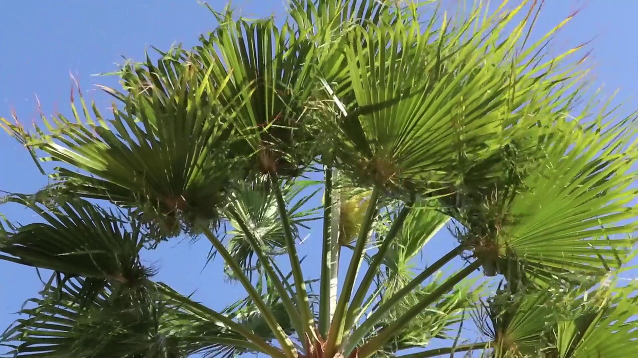 棕榈树在埃及沙姆沙伊赫市迎风飘扬视频素材