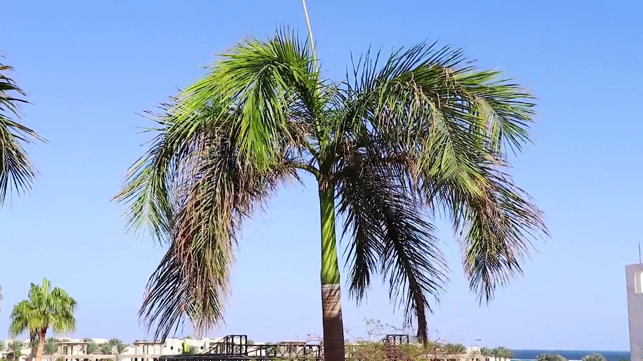 棕榈树在埃及沙姆沙伊赫市迎风飘扬视频素材