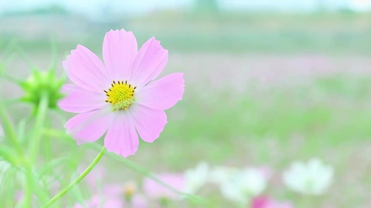 背景模糊的狗玫瑰特写视频素材