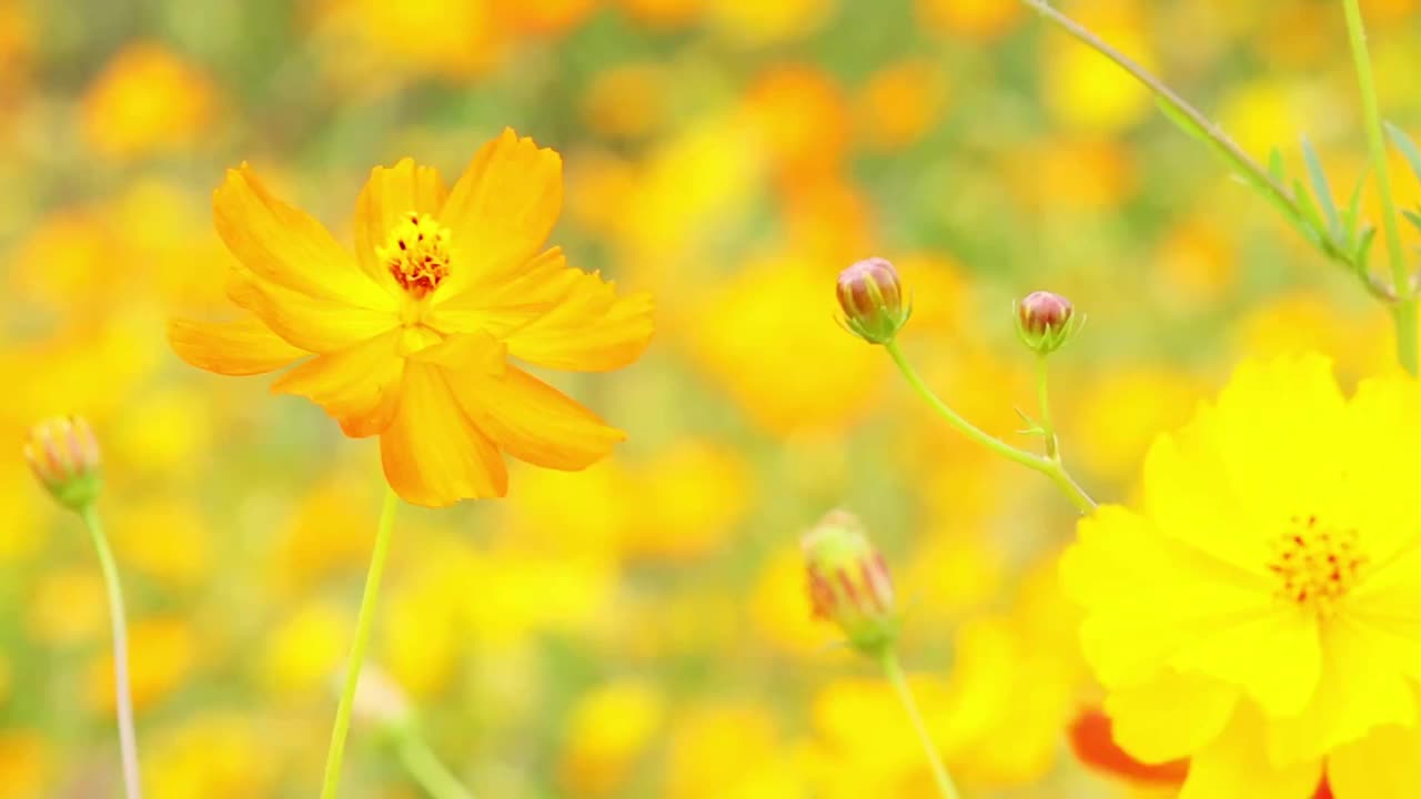 近距离观察考斯玛橙色毛状花，背景模糊视频素材