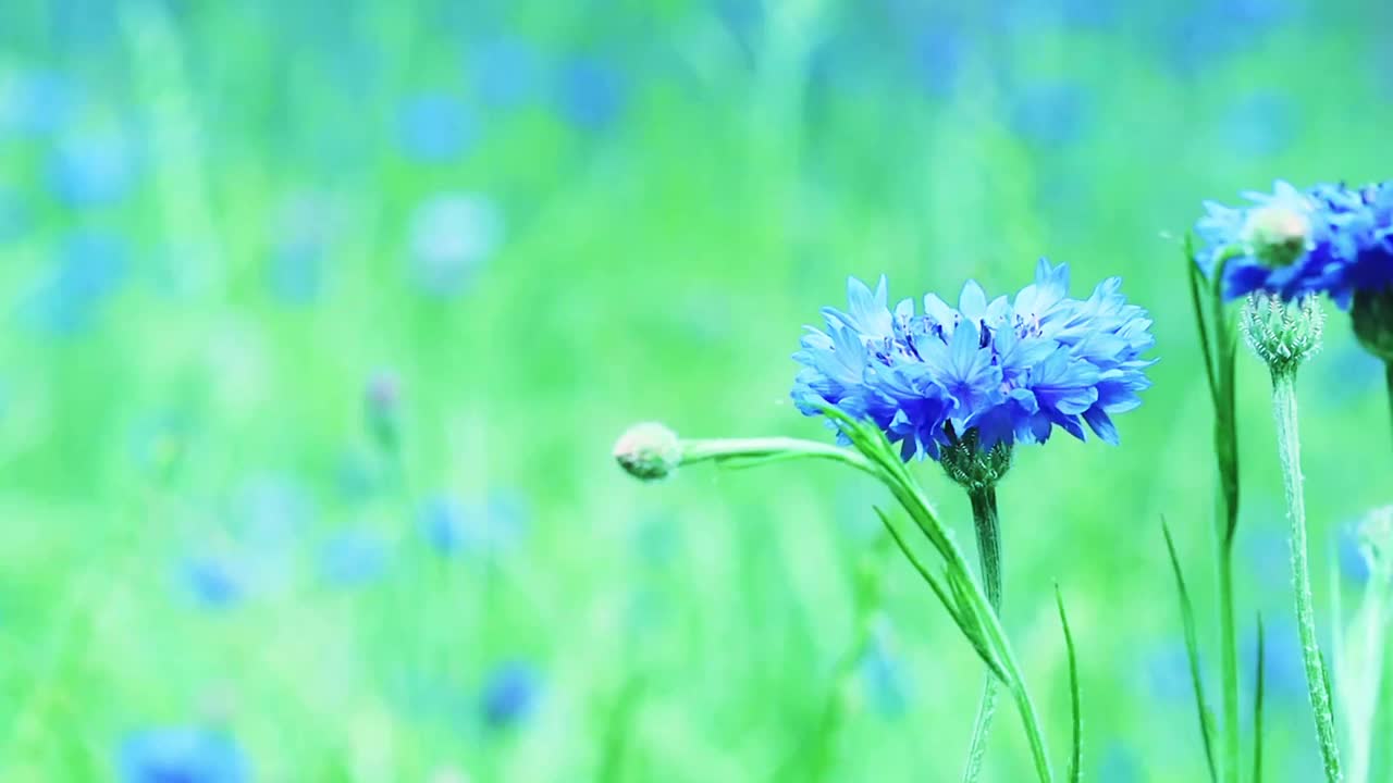 背景模糊的矢车菊特写视频素材