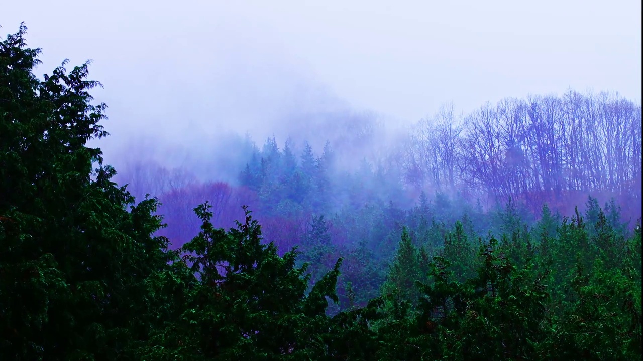 在雾蒙蒙的天气里，美丽的山林景观视频素材