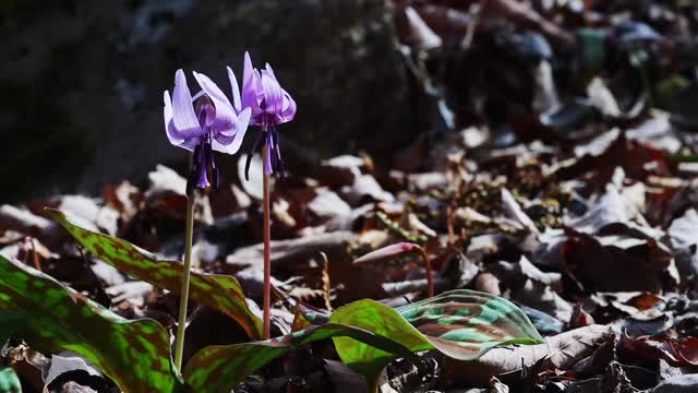 亚洲黄莲花生长在一个花园的特写镜头视频素材