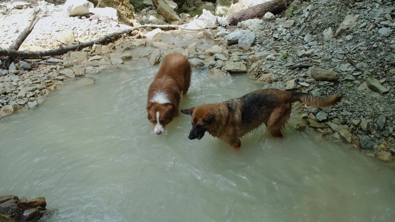 澳大利亚牧羊犬和德国牧羊犬积极地花时间在山河中散步。两只狗在森林里玩水，溅起水花。4k慢动作镜头。前视图。带宠物远足。视频素材