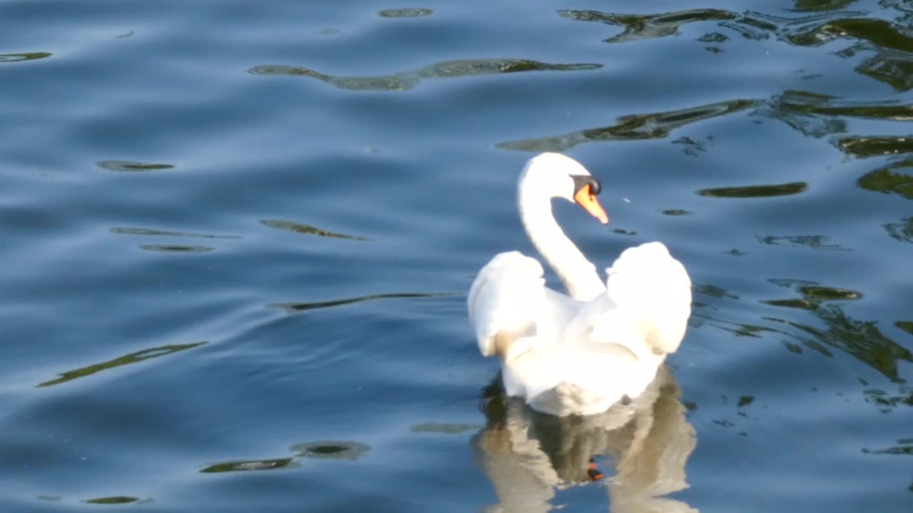 天鹅在湖里游泳视频素材