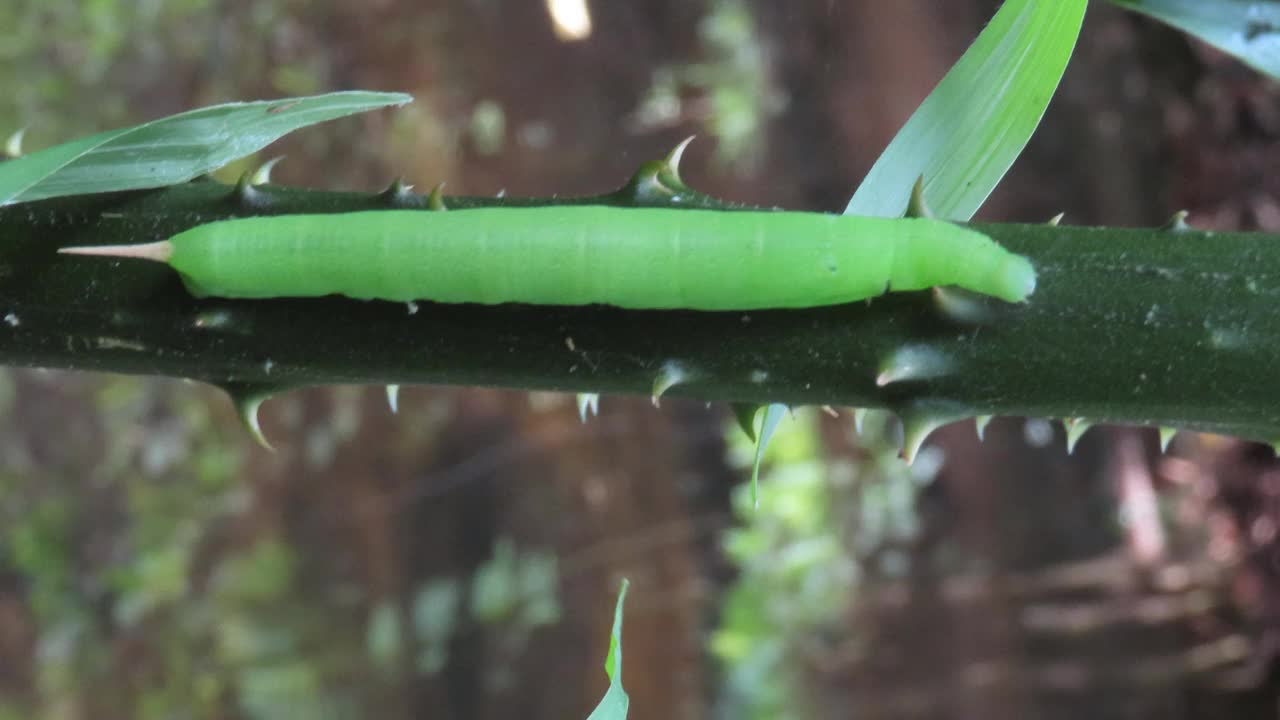 绿色的毛毛虫视频素材