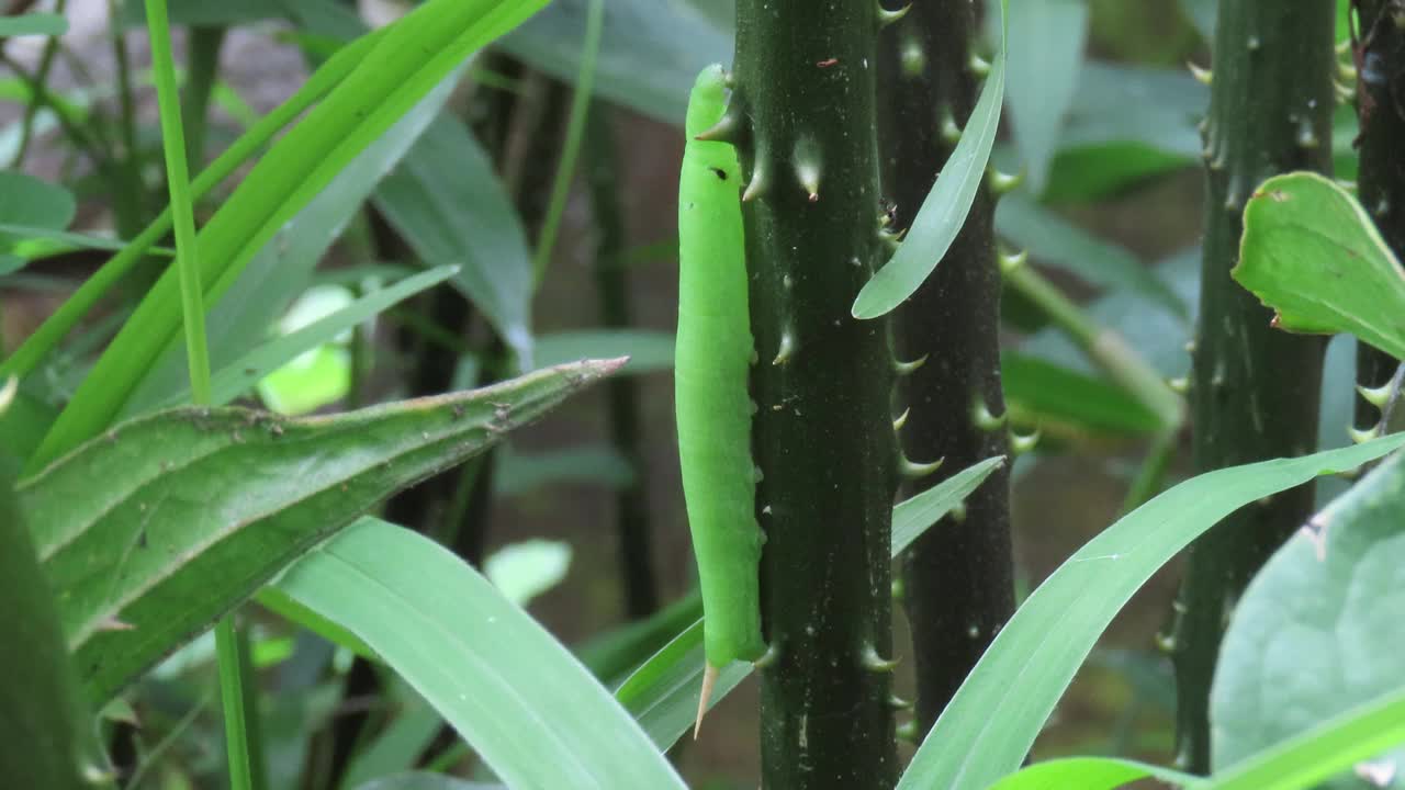 绿色的毛毛虫视频素材