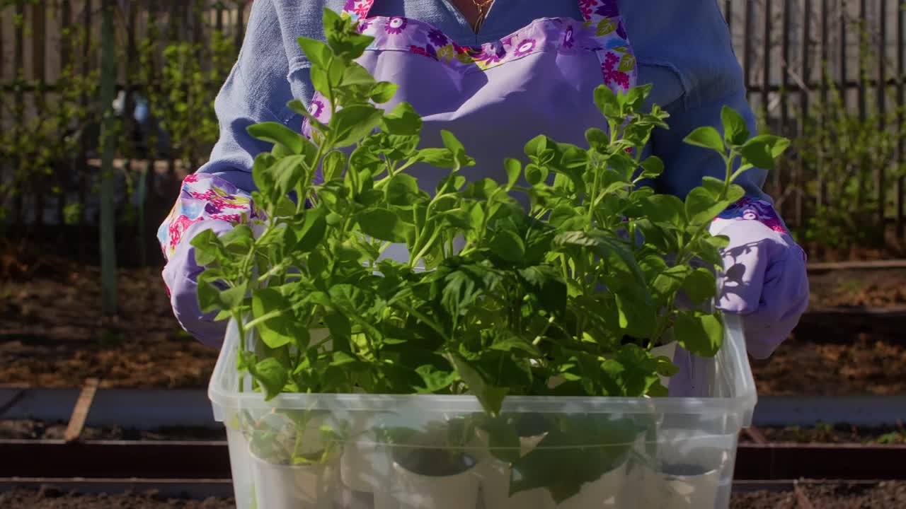 女园丁拿着装有绿色植物的托盘箱给花园里的植物播种。视频素材