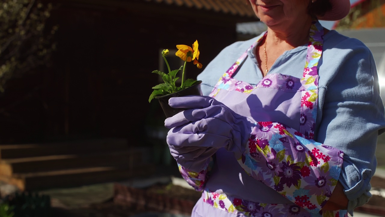 资深女园丁在花园里欣赏手中捧着的黄花。视频素材