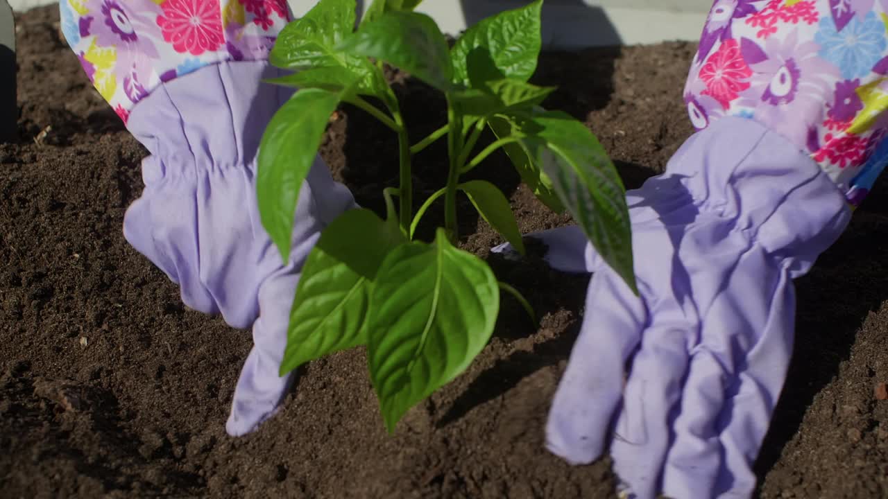 女园丁戴着橡胶手套种植绿芽，在花园的土壤中种植。视频素材