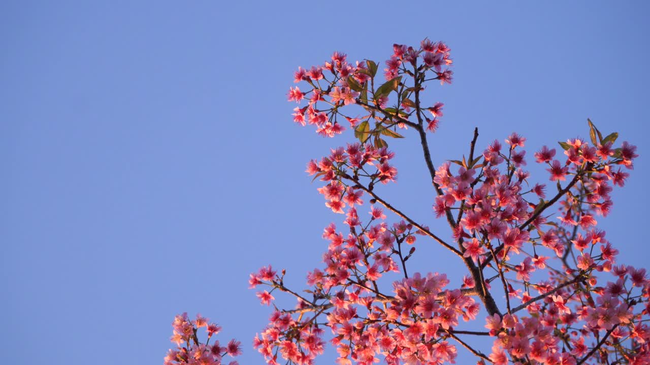 田野上的花在阳光和风的绿色背景上夏天春天开花。绿油油的花丛盛开在花园的草地上。视频素材