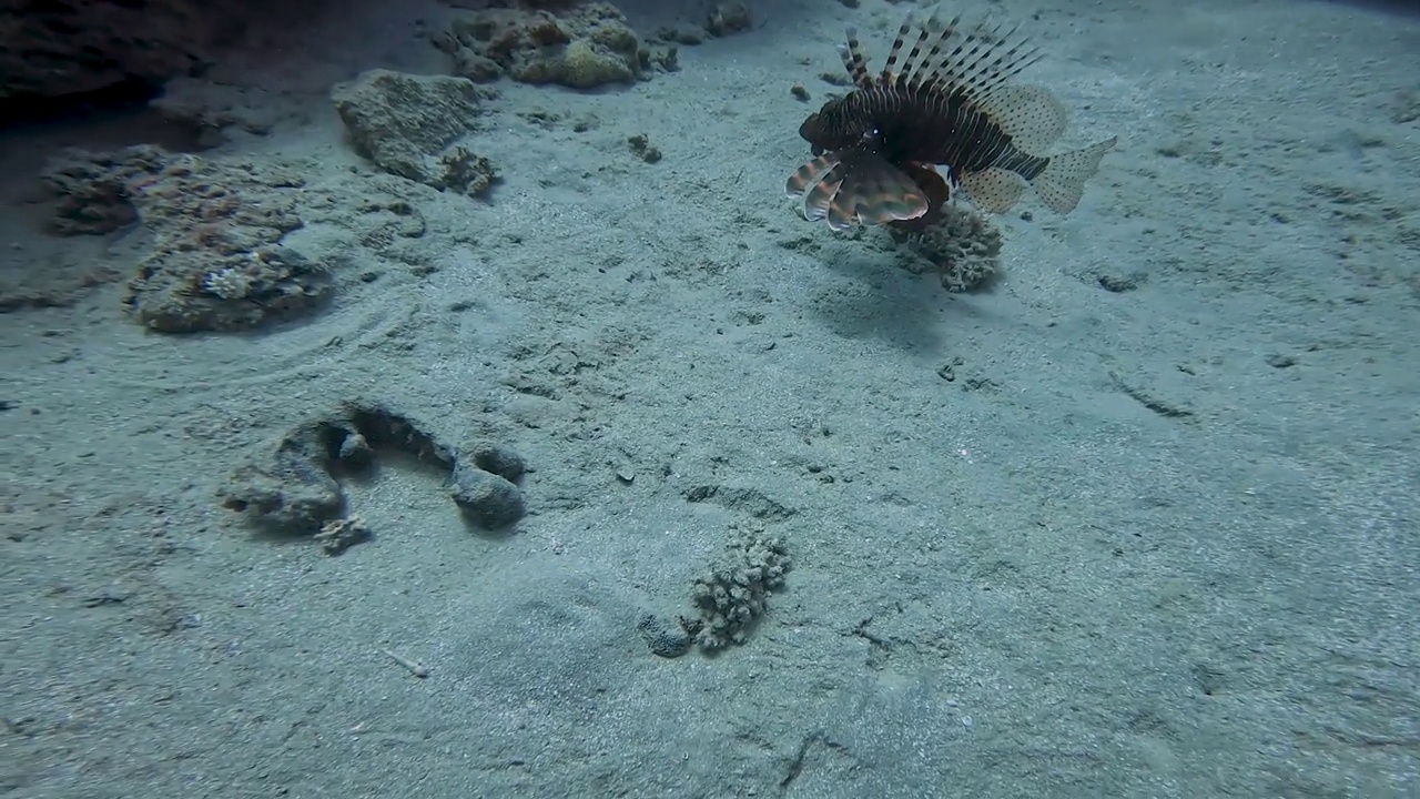 在埃及红海，一条普通狮子鱼(Pterois volitans)的4k视频视频素材