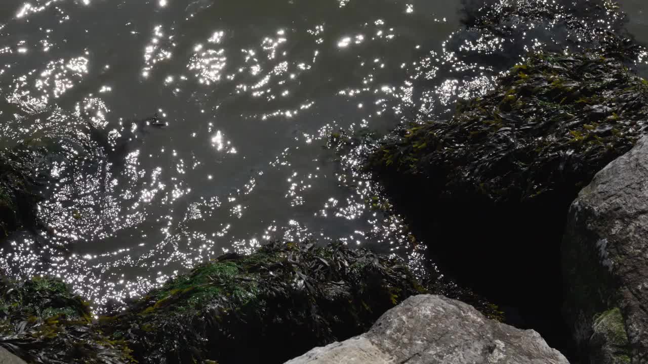 黑色的海带在纽约东河的岩石岸边起伏起伏，与波光粼粼的绿色浑浊波浪相映衬视频素材