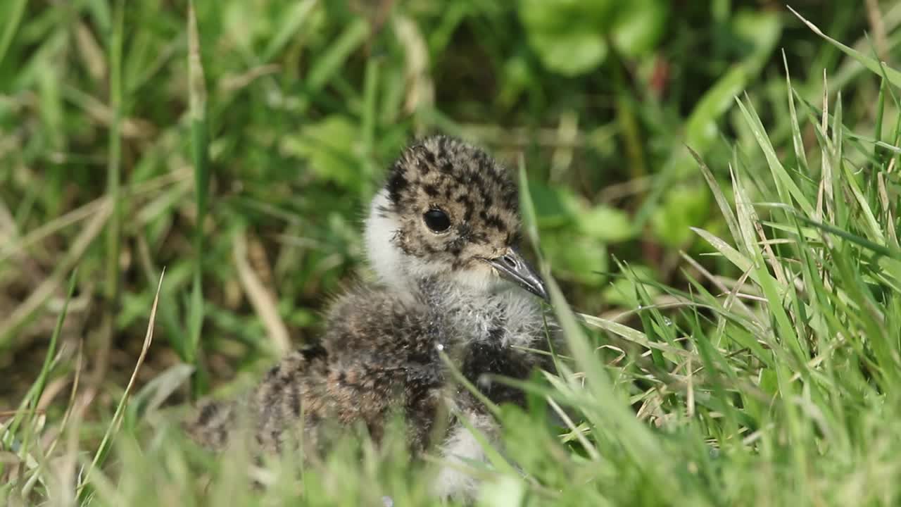 一只可爱的田凫雏鸟，Vanellus Vanellus，当一只狩猎的沼泽鹞飞过时，它藏在草丛中。视频素材